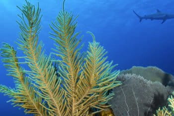Sea fans in a coral reef in San Pedro, Belize. Image by Fabrice Dudenhofer / Ocean Image Bank.