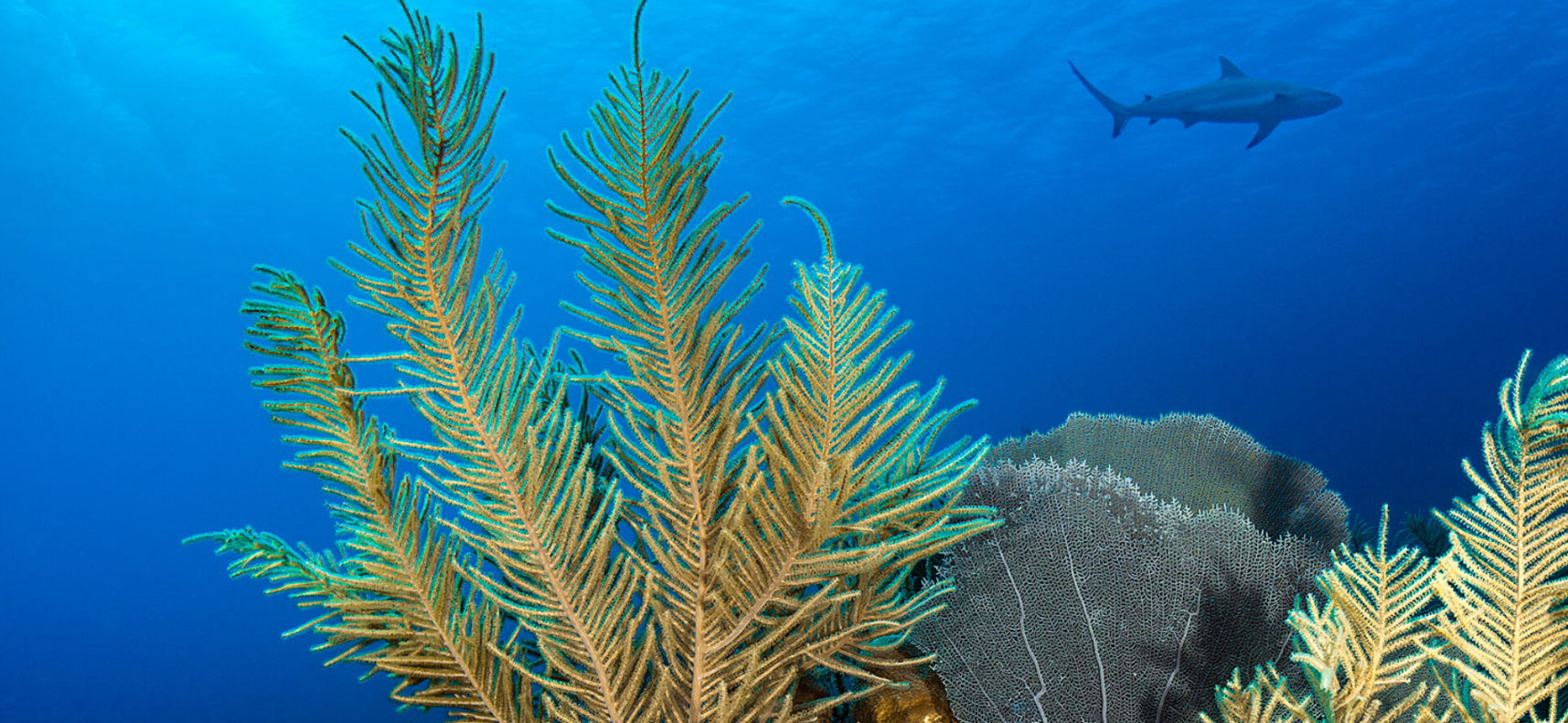Sea fans in a coral reef in San Pedro, Belize. Image by Fabrice Dudenhofer / Ocean Image Bank.