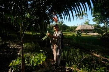 Ashaninka Indigenous youth Tayriykari inspects cedar baby trees for reforestation in the Apiwtxa village, Acre state, Brazil, Monday, June 24, 2024. Image by AP Photo/Jorge Saenz.