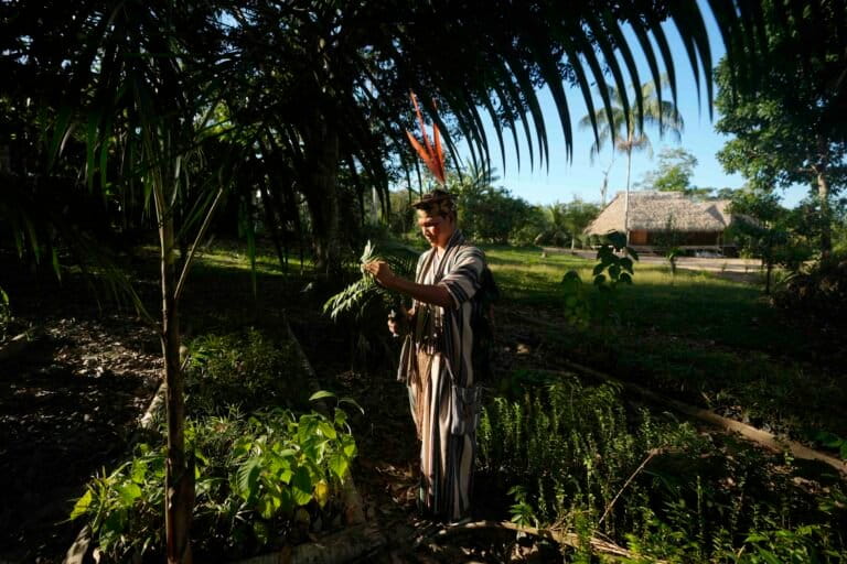 Ashaninka Indigenous youth Tayriykari inspects cedar baby trees for reforestation in the Apiwtxa village, Acre state, Brazil, Monday, June 24, 2024. Image by AP Photo/Jorge Saenz.