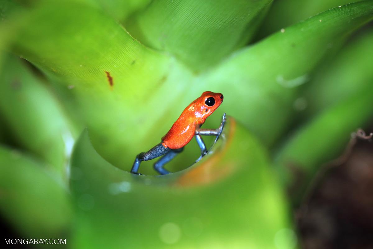 How rain can reveal what lives in rainforest treetops