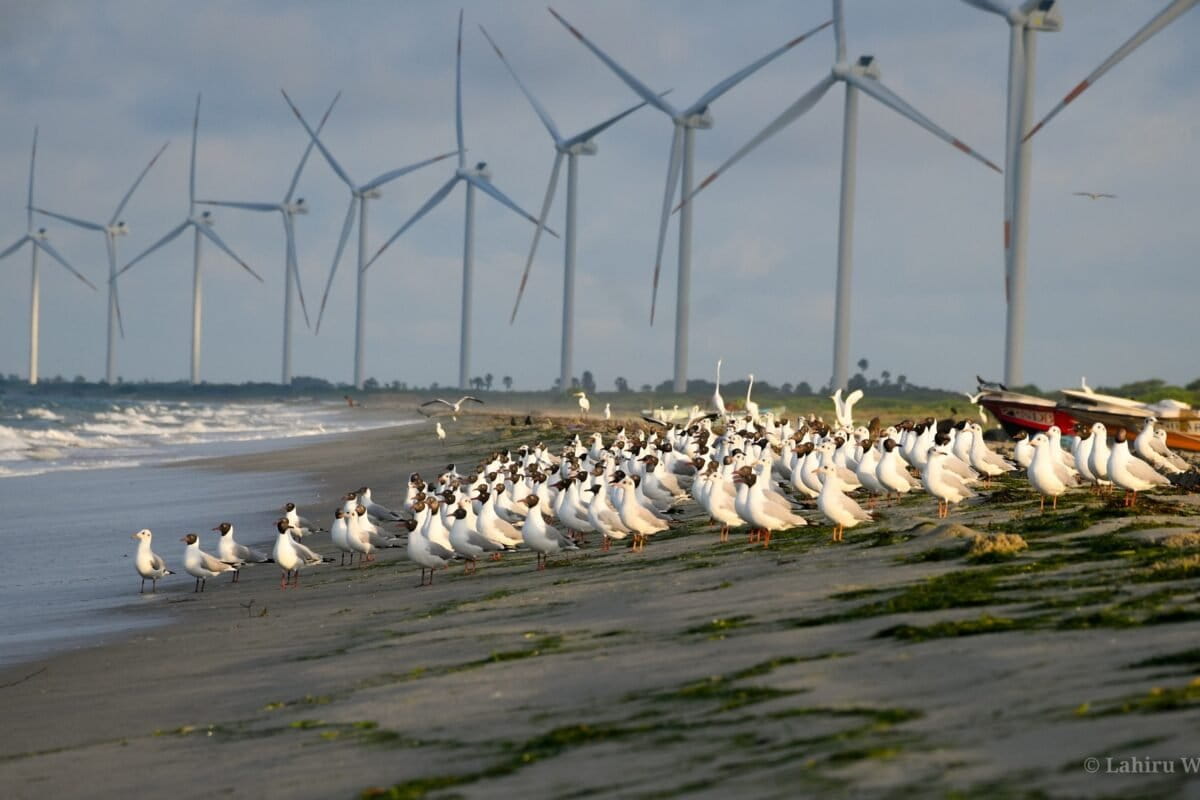 Respite, for now, for bird migration hotspot at heart of Sri Lanka’s wind power dispute