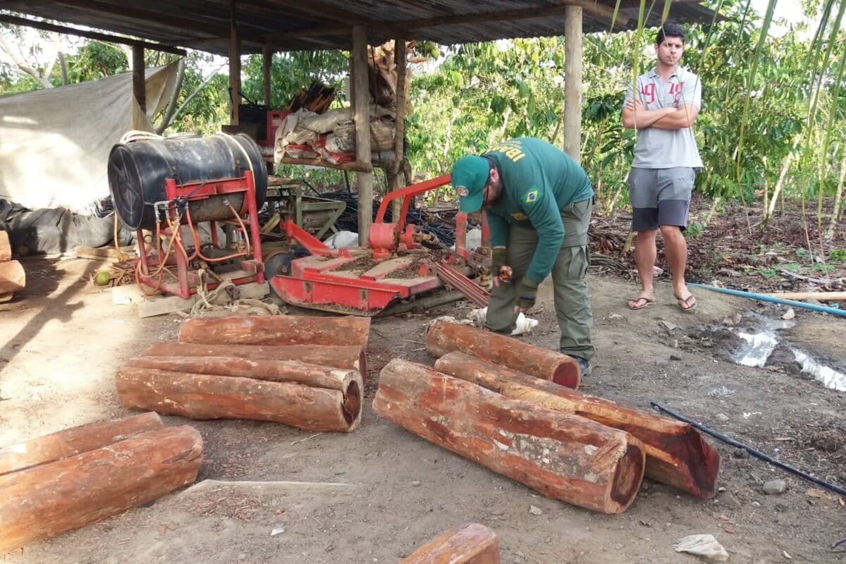 Fate of iconic, and endangered, Brazilwood pits musical tradition against conservation