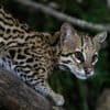 An ocelot hiding in a tree in the Pantanal, Mato Grosso state, Brazil.