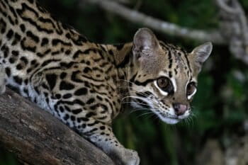 An ocelot hiding in a tree in the Pantanal, Mato Grosso state, Brazil.