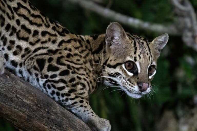 An ocelot hiding in a tree in the Pantanal, Mato Grosso state, Brazil.