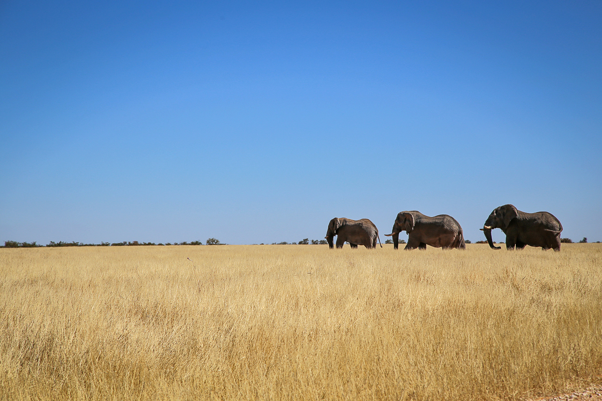 Though many elephants range free, some are protected in fenced national parks.