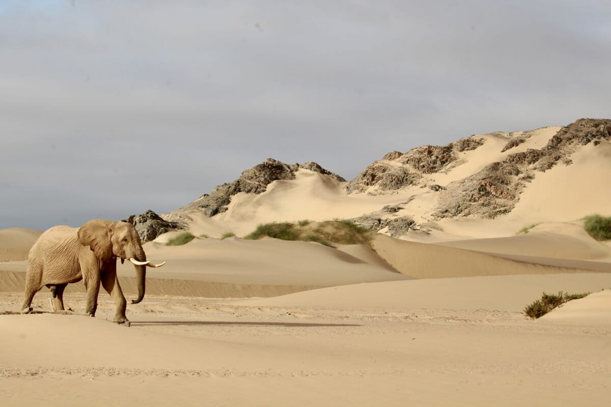 Climate change tests the resilience of people and desert-adapted wildlife in Namibia
