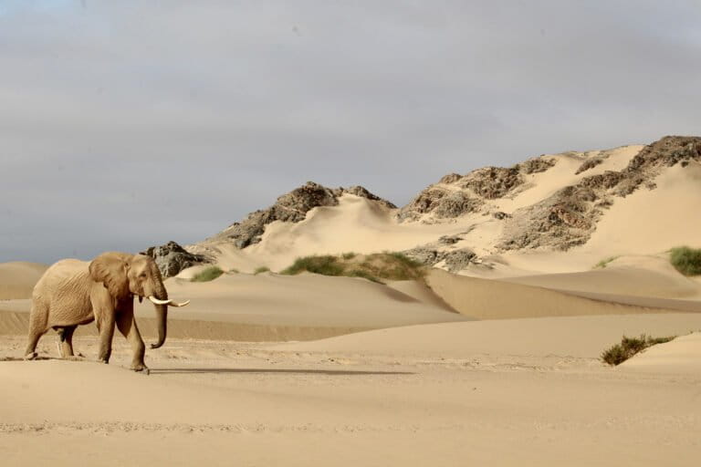 Elephants are one of the species that have bounced back after Namibia’s independence in 1990.