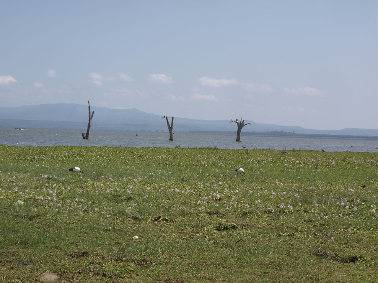 Lake Naivasha. Image by Joseph Maina for Mongabay.