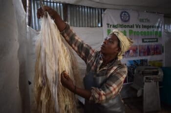 After separating the edible pulp, the leftover enset fibers are collected and used to make durable household items like ropes, mats and baskets. Image by Solomon Yimer for Mongabay.