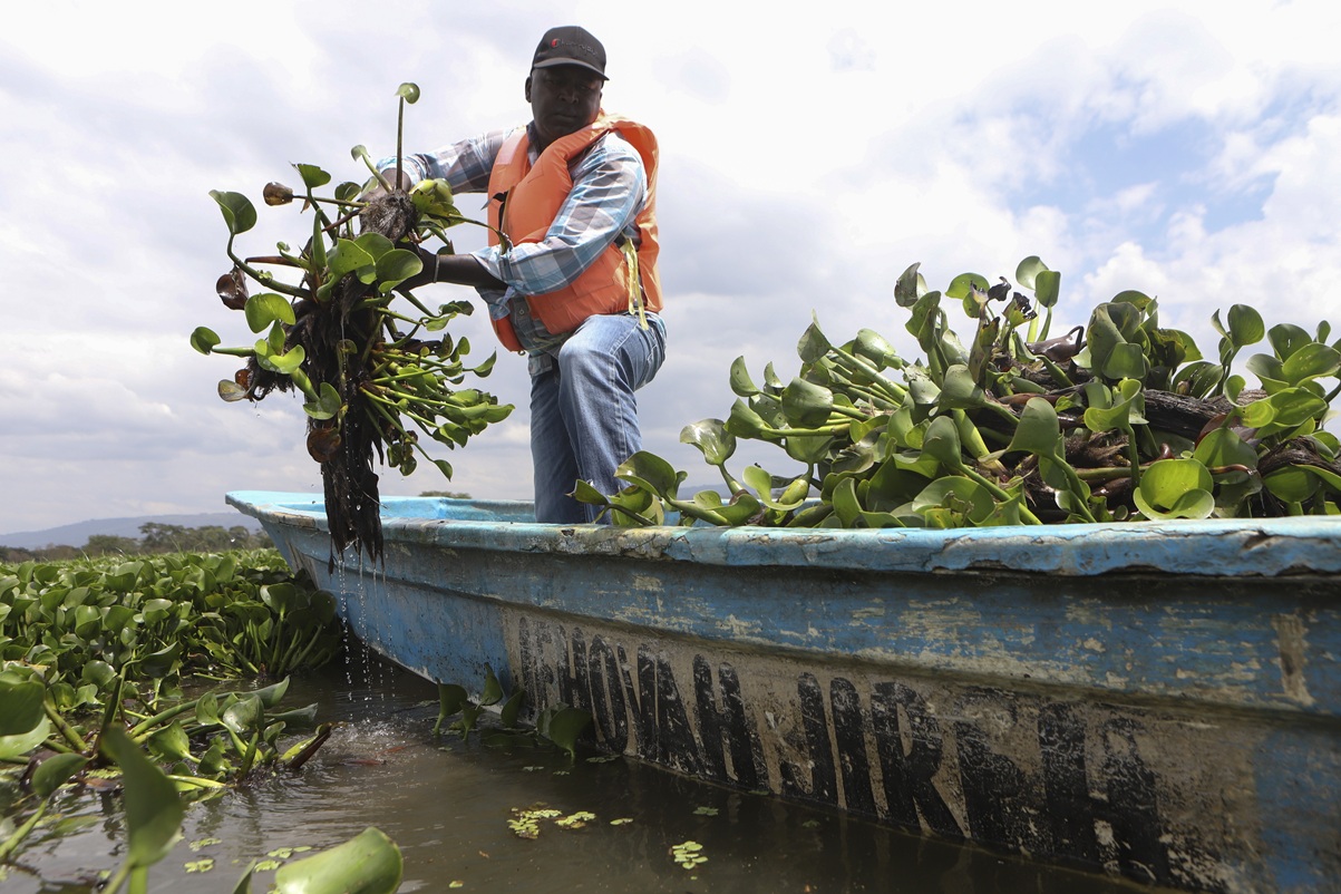 A fisher harvests hyacinth at Lake Naivasha in Nakuru county, Kenya's Rift Valley. Image courtesy of AP Photo/Andrew Kasuku.