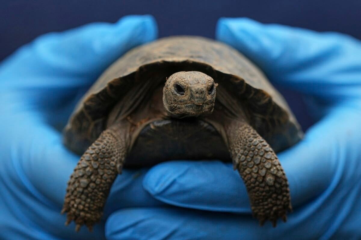 Tortoise hatchlings born of century-old parents come out of their shells at Philadelphia Zoo