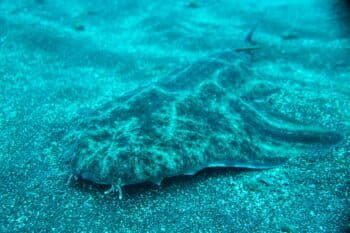 Angelshark (Squatina squatina) in Spain by Michael Bommerer via Wikimedia Commons (CCBY4.0).