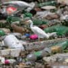 A bird perches on debris looking for food in Brazil. Image courtesy of AP Photo/Andre Penner.