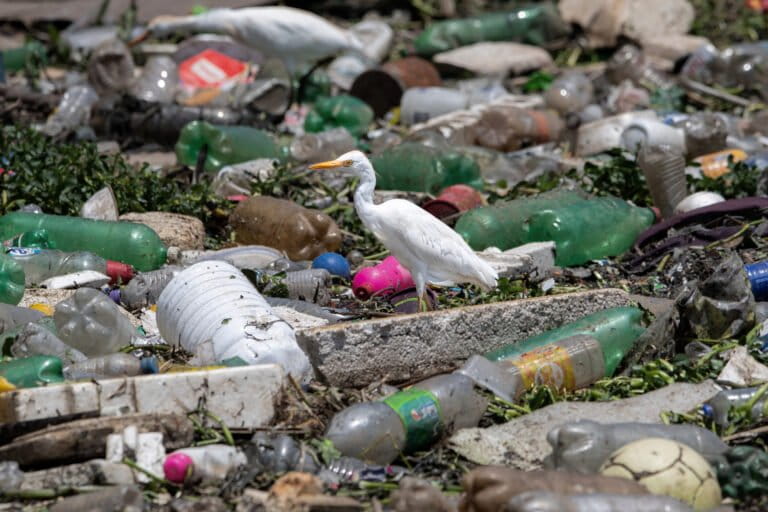 A bird perches on debris looking for food in Brazil. Image courtesy of AP Photo/Andre Penner.