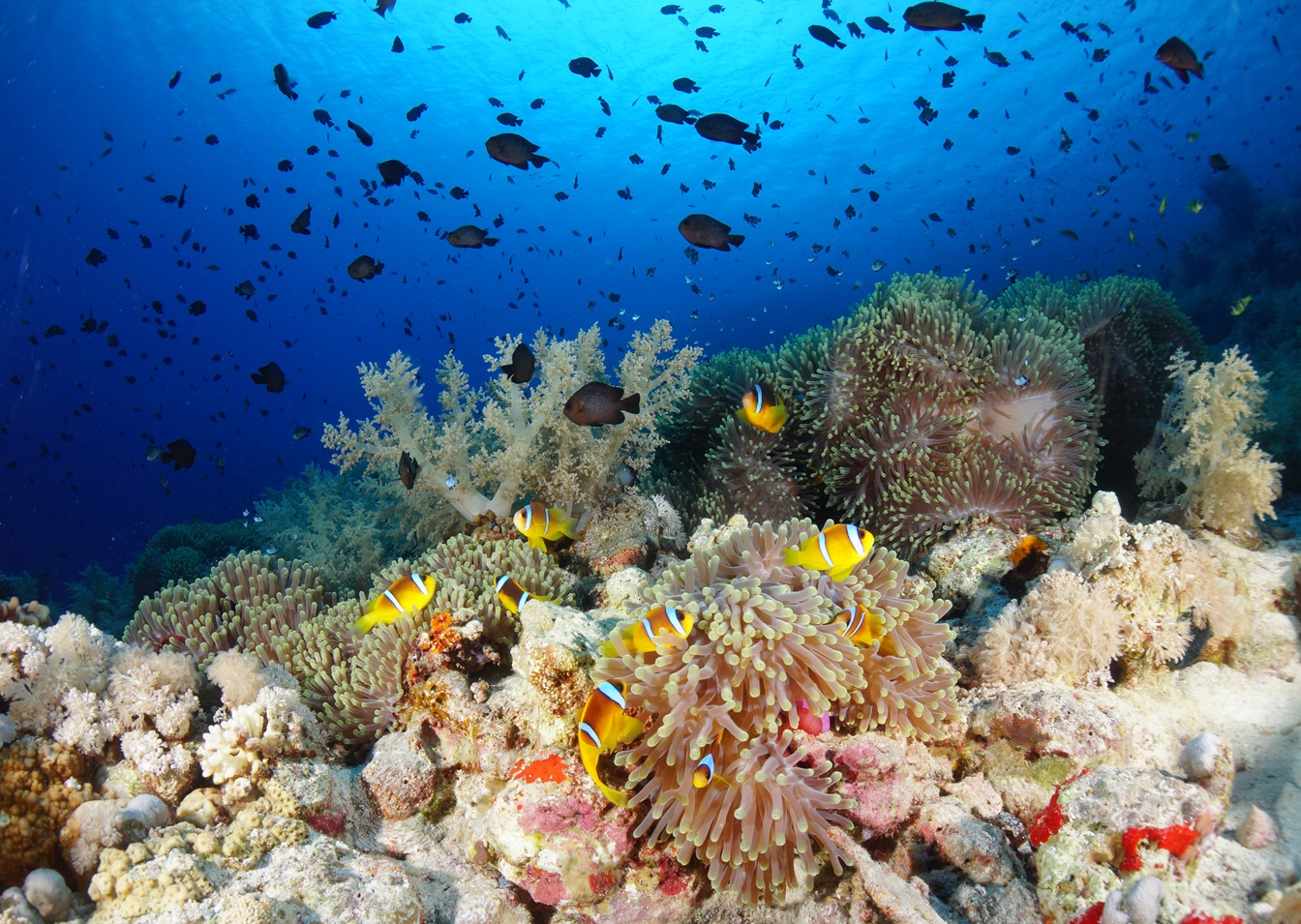 Coral in the Red Sea. Concerns about sunscreen impacts on corals have led to bans on certain chemicals in locations around the globe, such as Palau, Hawai‘i and Thailand. Image courtesy of Cinzia Osele Bismarck/Ocean Image Bank.