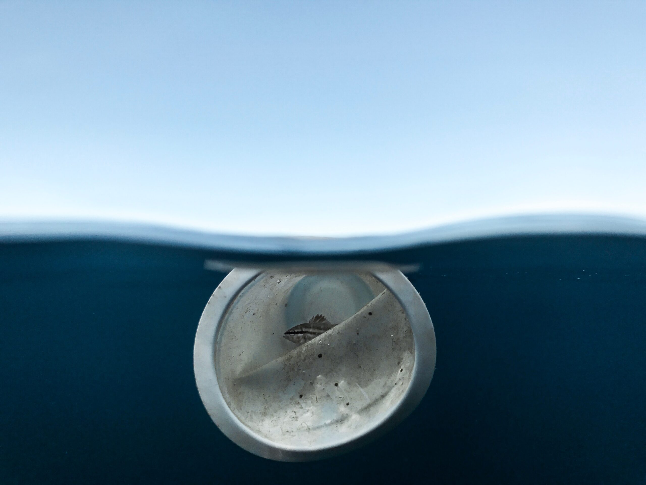 A fish swims in a plastic cup. Research shows that sunscreen chemicals such as ethylhexyl methoxycinnamate could slow the degradation of plastic waste in the world’s oceans and carry harmful pathogens, creating a “co-pollution scenario,” according to researcher Sabine Matallana-Surget, a professor of environmental molecular microbiology at the University of Stirling, U.K. Image courtesy of Naja Bertolt Jensen/Ocean Image Bank.