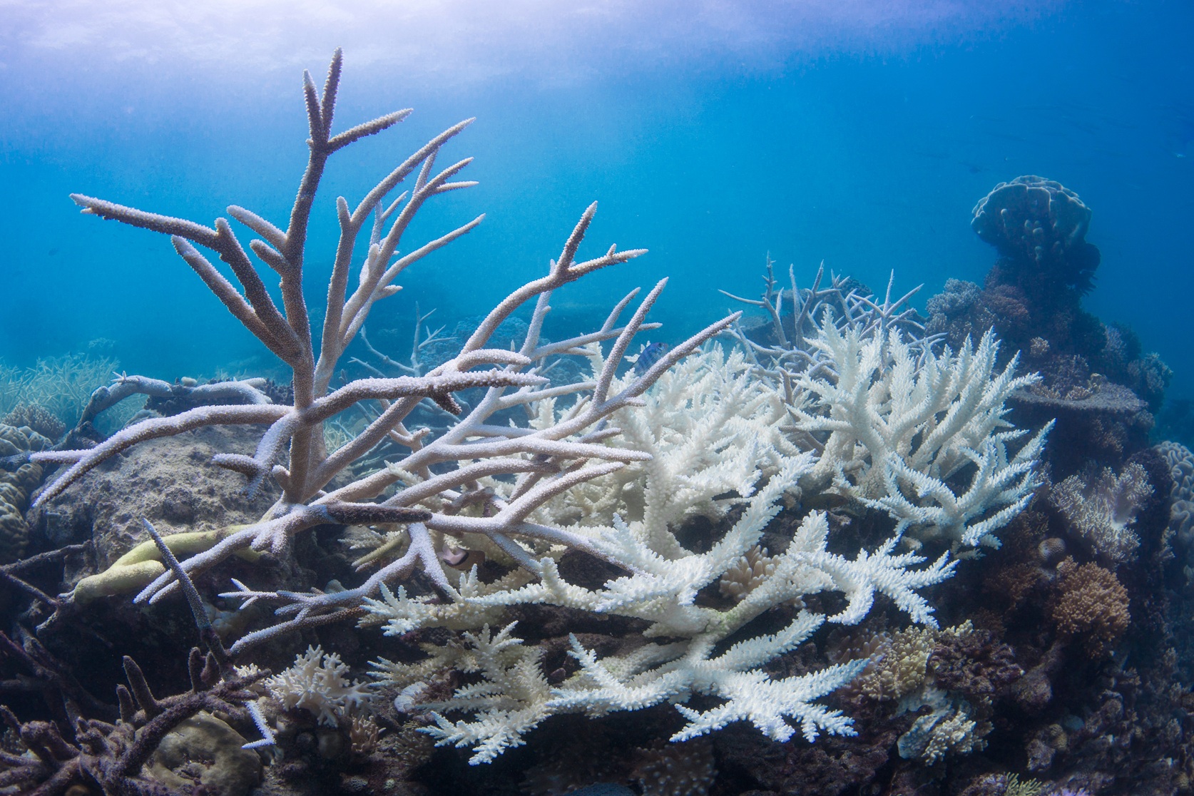Bleached coral on Australia’s Great Barrier Reef. A recent paper found that “coral-friendly” sunscreen containing zinc oxide caused severe impacts to corals, while “reef-safe” formulas with organic UV filters resulted in only mild or no effects. “This shows why credible, standardized testing is urgently needed,” says Johanna Leonhardt, director of operations at Soneva Conservation & Sustainability in the Maldives. Image courtesy of The Ocean Agency/Ocean Image Bank.
