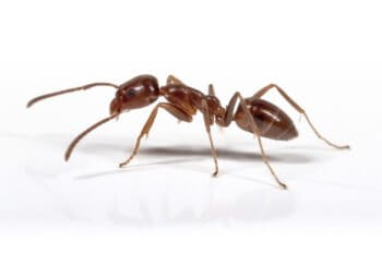 Argentine ant. Image by Pedro Caetano de Moura Pinheiro via Flickr (CC BY-NC-SA 2.0).