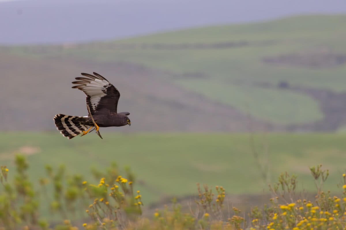 To save a rare South African ecosystem, conservationists bought the land