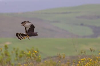 Banner image of a black harrier over the Eastern Rûens Shale Renosterveld in South Africa by Odette Curtis-Scott/ORT.