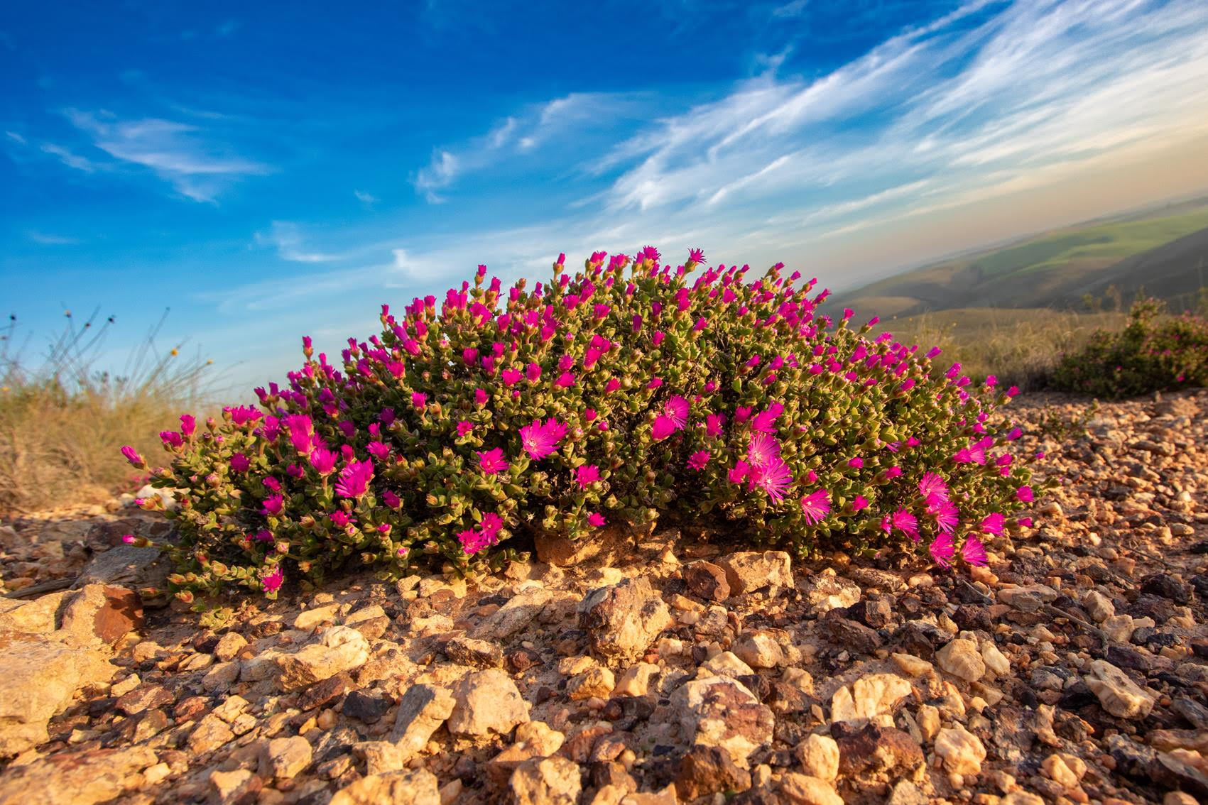 An endangered succulent (Drosanthemum quadratum) endemic to quartz patches in Overberg's renosterveld by Odette Curtis-Scott/ORT.