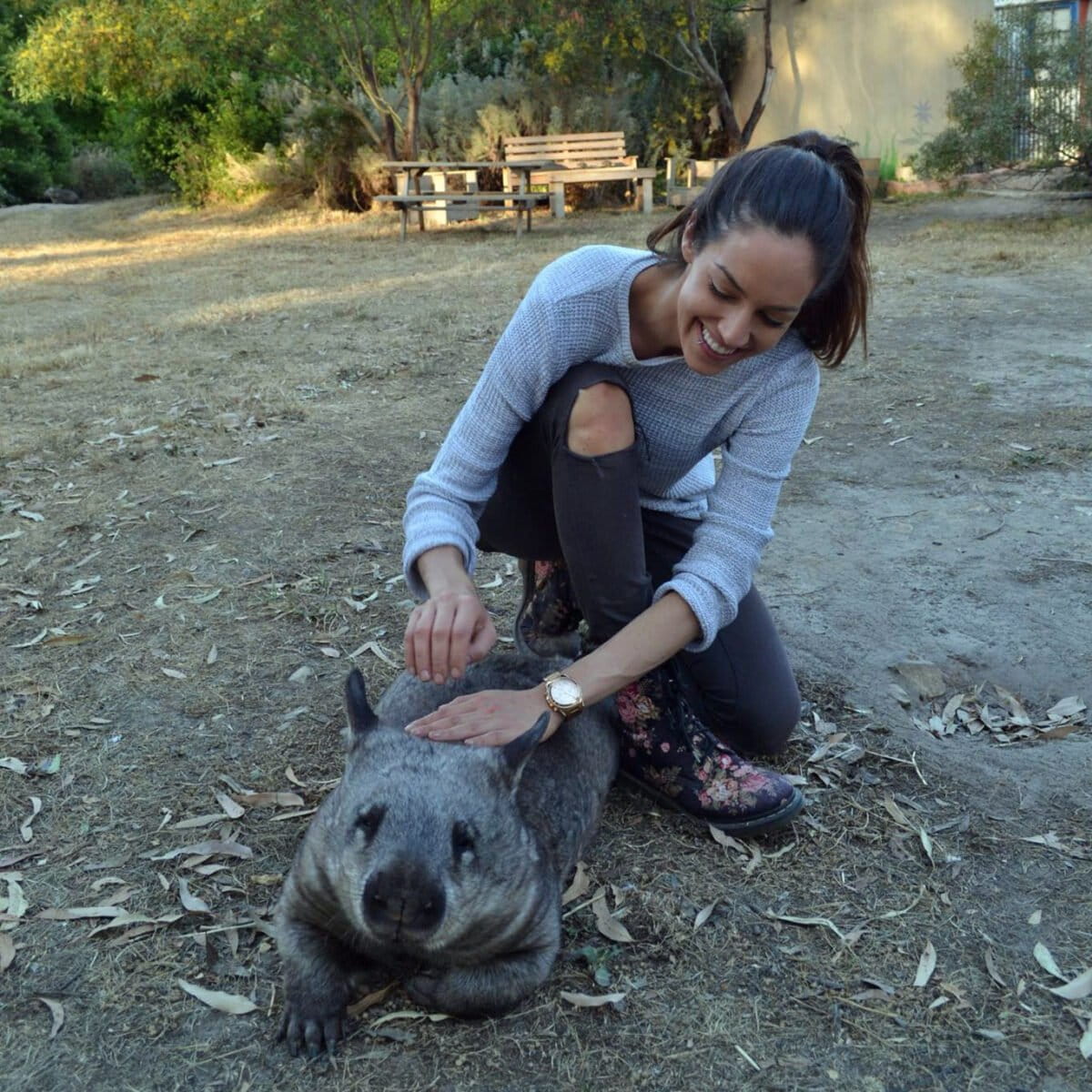 Kyriacou with an wombat at a wildlife rehabilitation center. The animal is under professional care and not a pet or zoo exhibit.