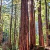 Redwood forest in the San Francisco Bay Area in August 2025. Photo by Rhett Ayers Butler.
