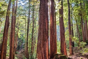 Redwood forest in the San Francisco Bay Area in August 2025. Photo by Rhett Ayers Butler.