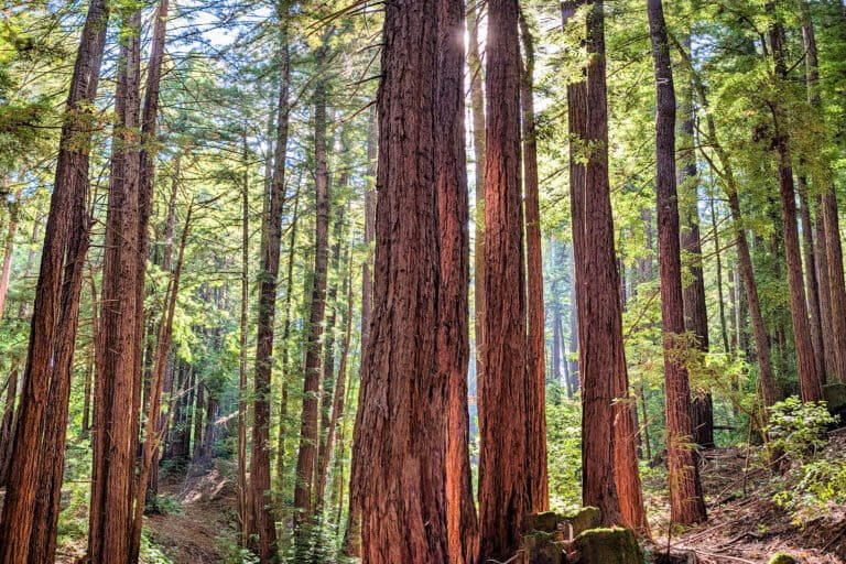 Redwood forest in the San Francisco Bay Area in August 2025. Photo by Rhett Ayers Butler.