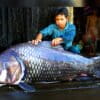 A 1.72-meter (5.6-foot), 102-kilogram (225-pound) Mekong giant barb caught in Tonle Sap Lake in December, 2002.