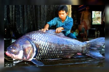 A 1.72-meter (5.6-foot), 102-kilogram (225-pound) Mekong giant barb caught in Tonle Sap Lake in December, 2002.