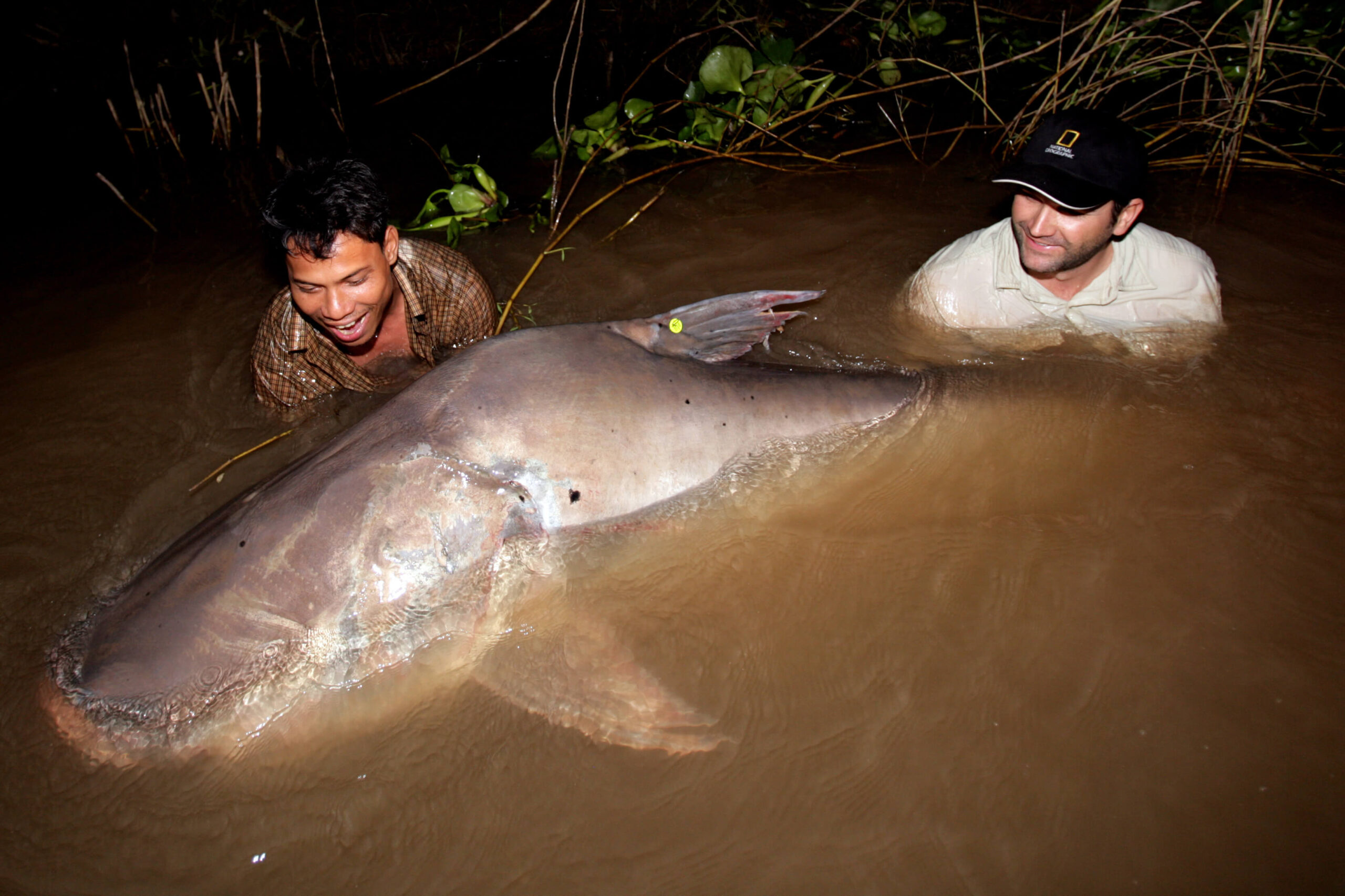 A Mekong giant catfish release in November of 2007.