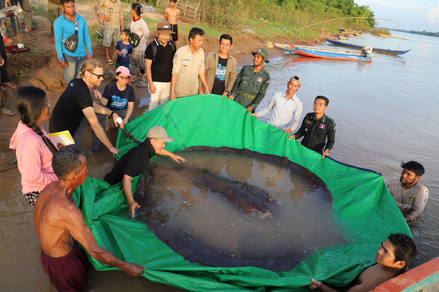 A 300-kilogram (661-pound) giant stingray in Cambodia.