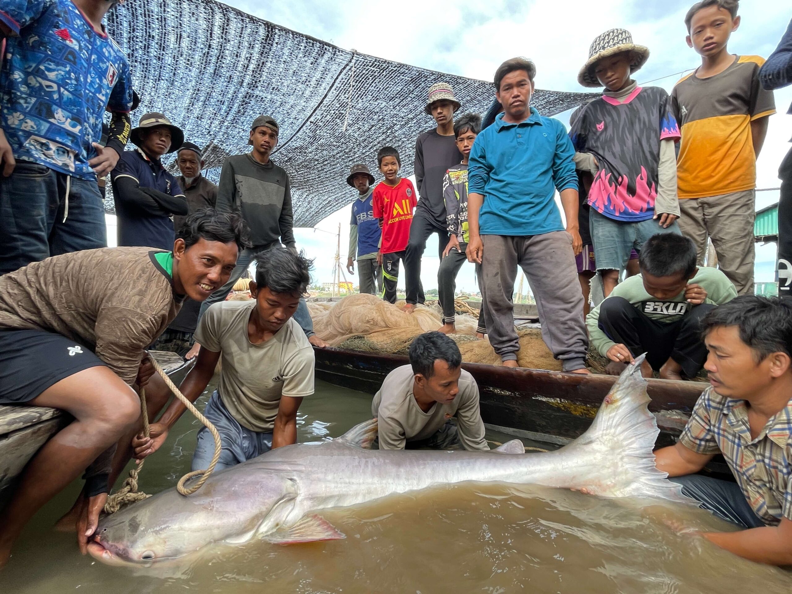 A Mekong giant catfish in Cambodia in December, 2024.