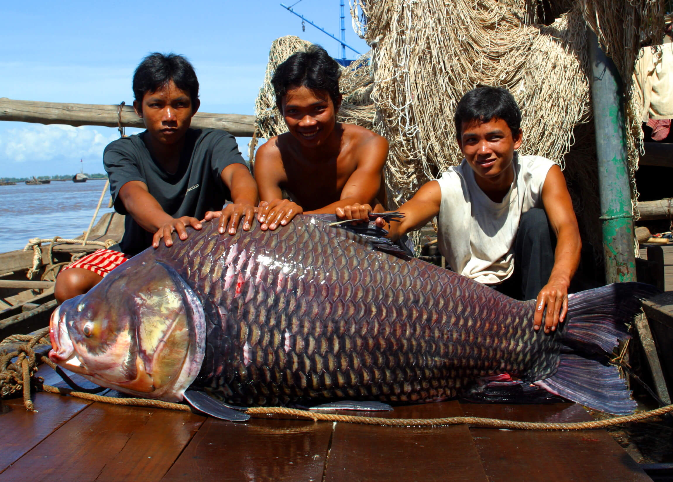 A 95-kilogram (209-pound) Mekong giant carp caught in Tonle Sap Lake in November, 2002.