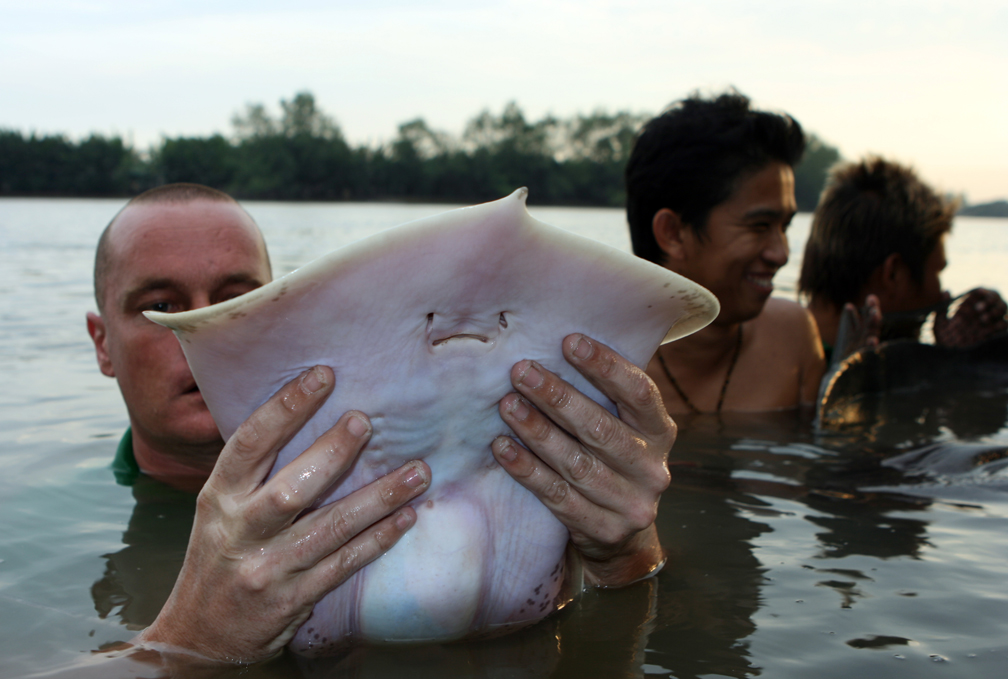 A baby stingray caught in March 2008 in Bang Pakong River.