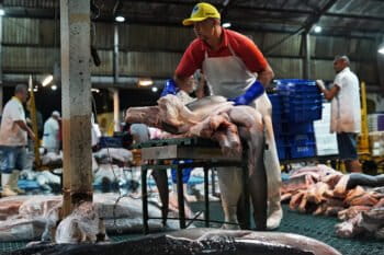 Shark meat is prepared for distribution at CEAGESP in São Paulo city,