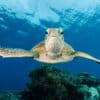 A green sea turtle (Chelonia mydas) swims along the Great Barrier Reef off Australia.