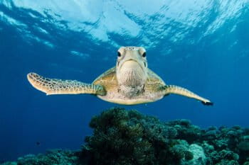 A green sea turtle (Chelonia mydas) swims along the Great Barrier Reef off Australia.
