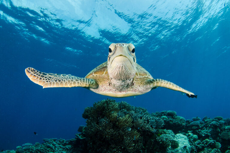 A green sea turtle (Chelonia mydas) swims along the Great Barrier Reef off Australia.