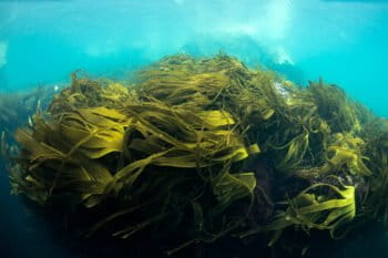 Kelp (genus Laminariales) is a shallow-water, light-dependent marine plant.