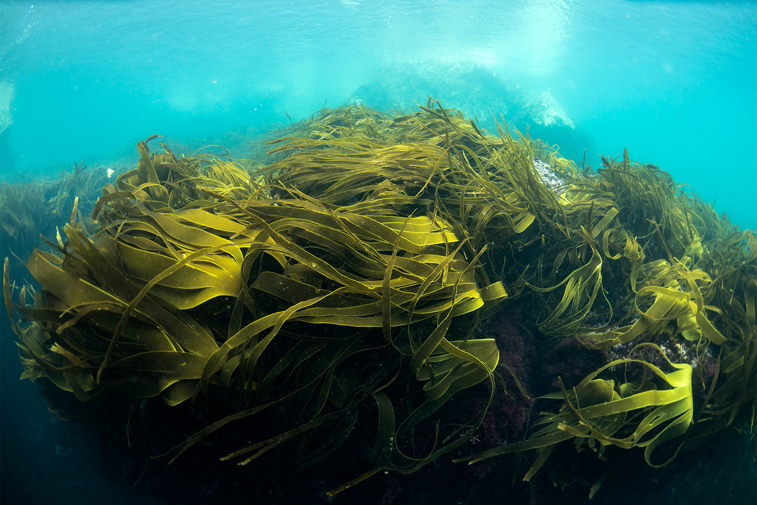 Kelp (genus Laminariales) is a shallow-water, light-dependent marine plant.
