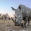 A white rhino in a community conservation area with tourists in the background. Image courtesy of James Ward / Rewild Safaris.