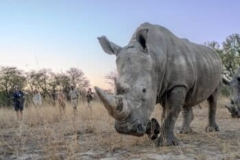 A white rhino in a community conservation area with tourists in the background. Image courtesy of James Ward / Rewild Safaris.