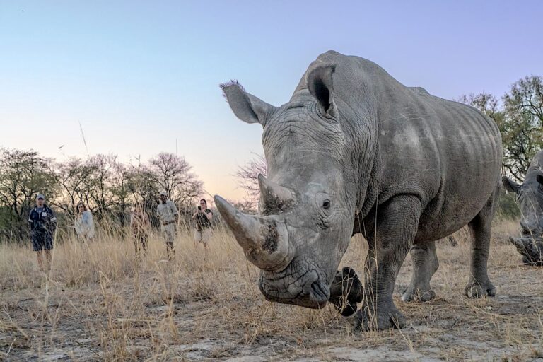 A white rhino in a community conservation area with tourists in the background. Image courtesy of James Ward / Rewild Safaris.