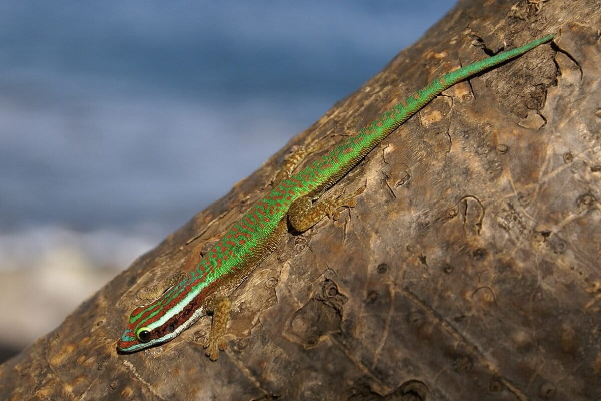 Réunion’s ‘rarest’ gecko vanishing from natural areas but appearing in gardens