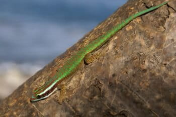 Banner image of a Manapany day gecko by B.navez via Wikimedia Commons (CC BY-SA 3.0).