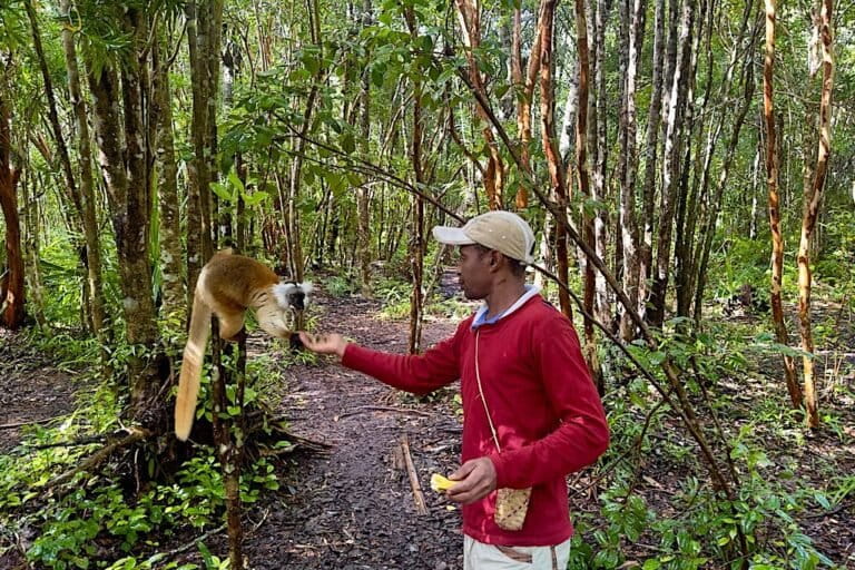 A wildlife guide feeds a lemur in a park in Madagascar, where animals are baited to get better photos and a closer experience for tourists. Image courtesy of James Ward / Rewild Safaris.